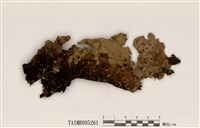 藏品(深杯牛皮葉衣)的圖片